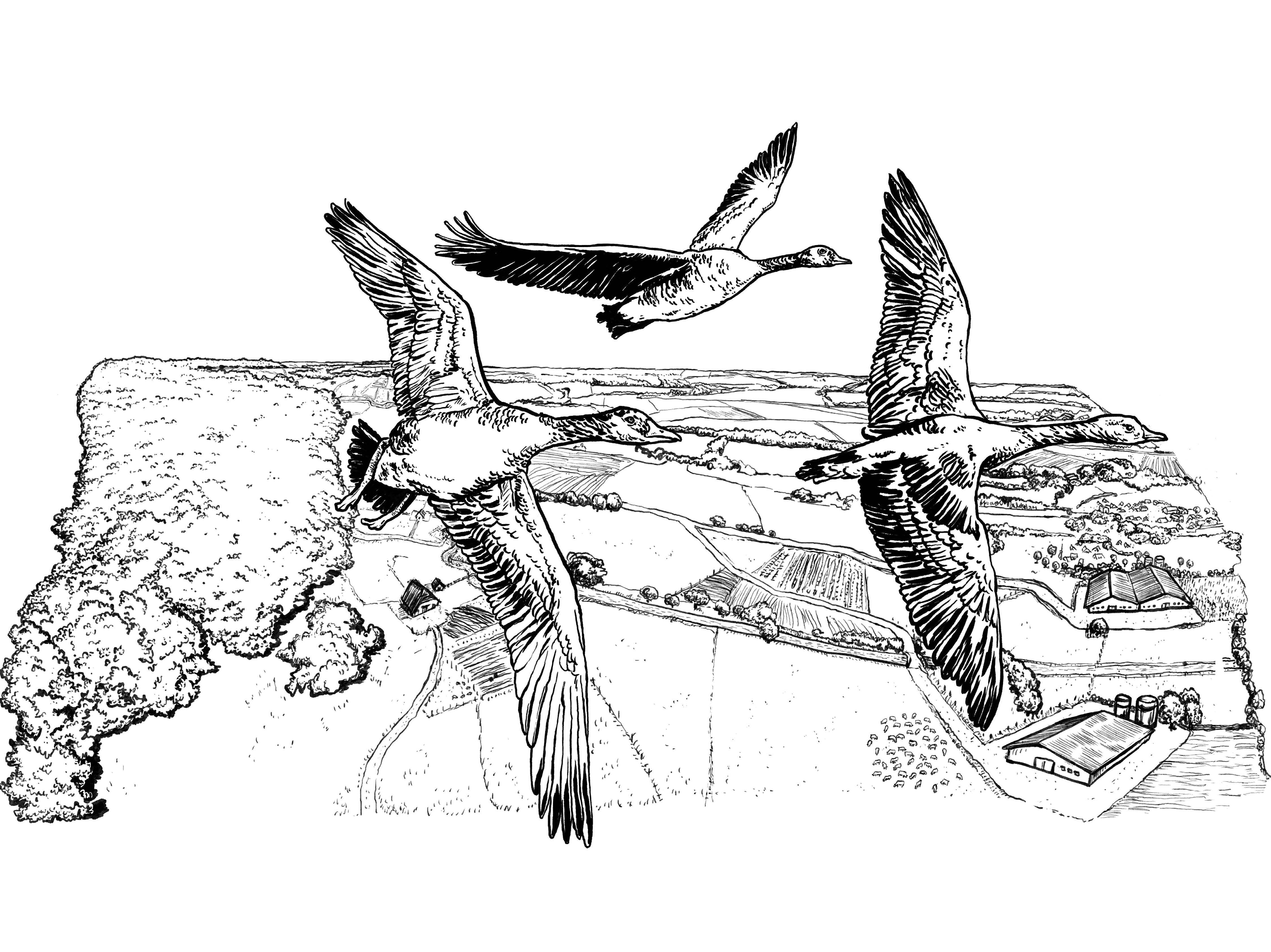 Illustration